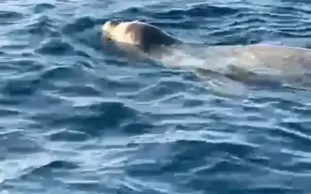 Alanya açıklarında fok sürprizi