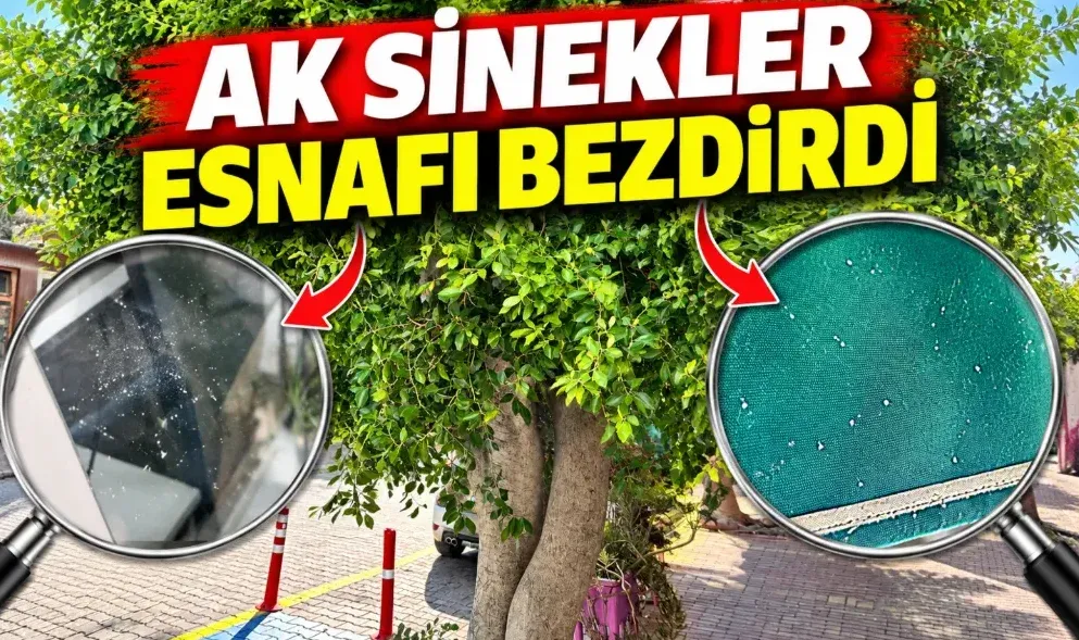 Gazipaşa çarşısında ak sinek sorunu esnafı bezdirdi