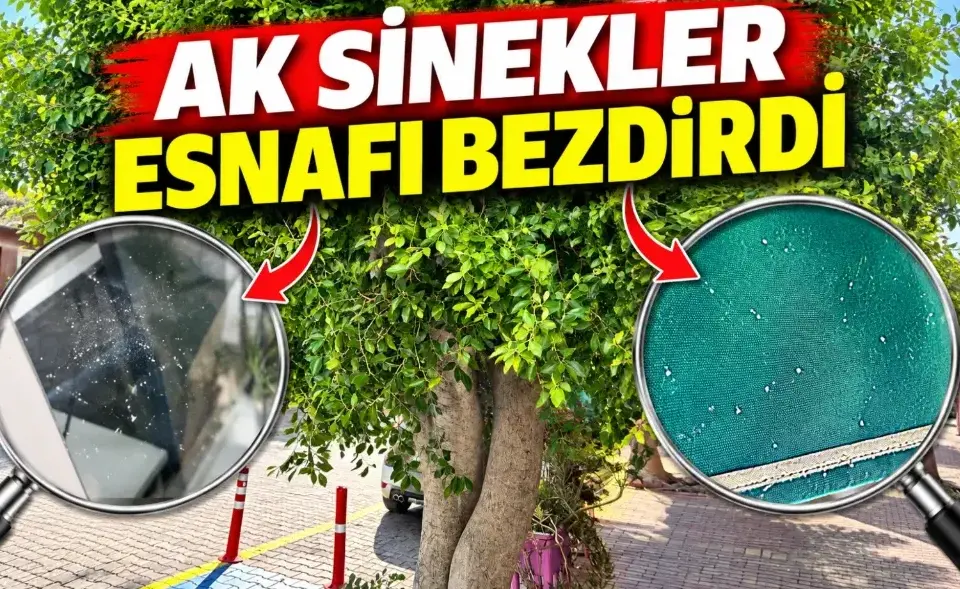 Gazipaşa çarşısında ak sinek sorunu esnafı bezdirdi