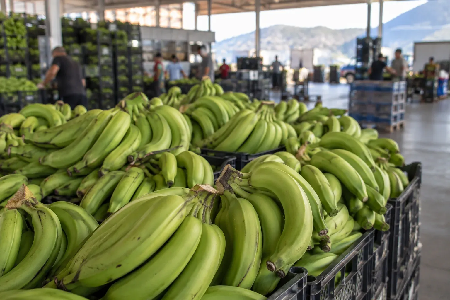 Alanya Hali’nde muz fiyatı yükseldi: Sera muz 50, yerli muz 44 TL