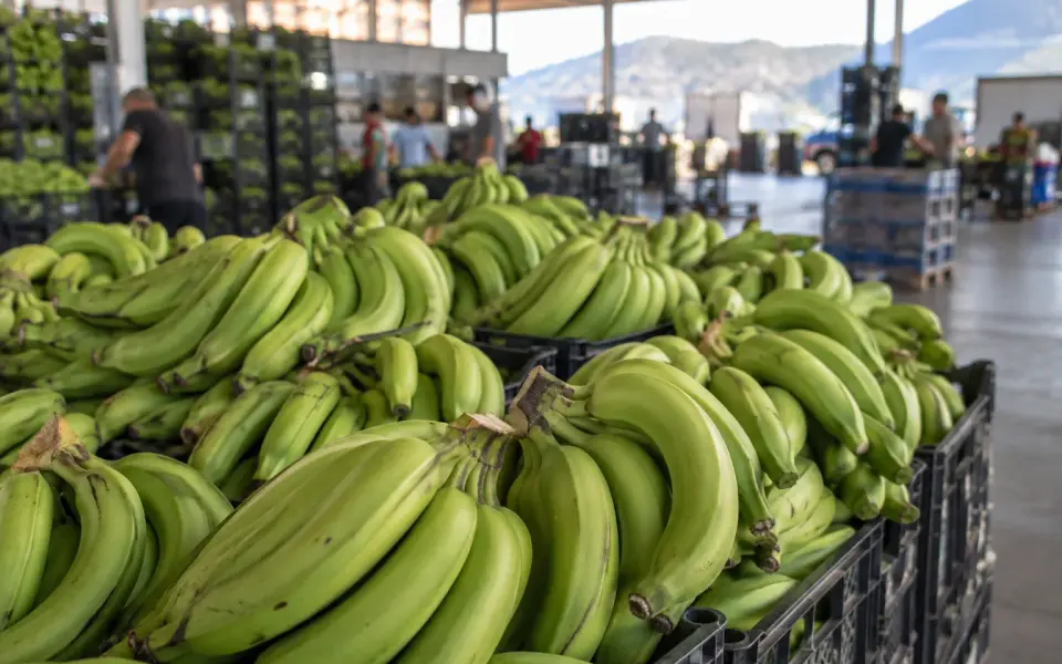 Alanya Hali’nde muz fiyatı yükseldi: Sera muz 50, yerli muz 44 TL