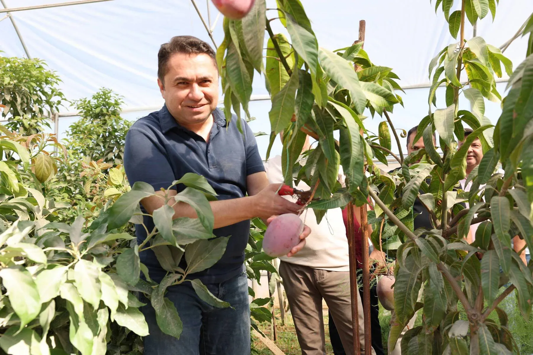 ALKÜ’nün araştırma serasında ilk mango hasadı yapıldı
