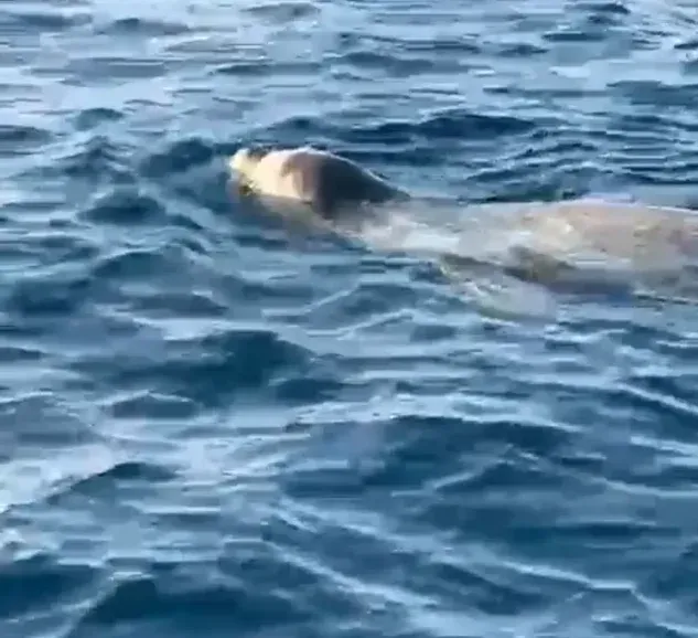 Alanya açıklarında fok sürprizi