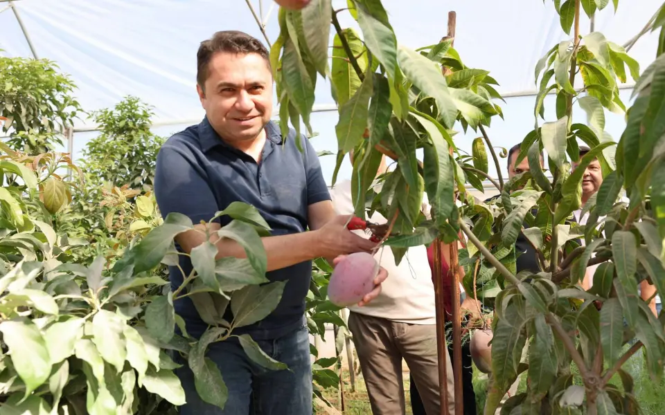 ALKÜ’nün araştırma serasında ilk mango hasadı yapıldı