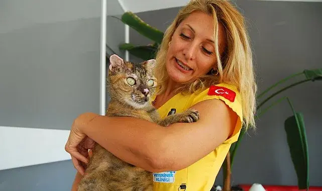 Orman yangınında vücudunun yüzde 40'ı yanan kedi 'Luna', yaşam savaşını kazandı — Sahil Gazetesi (Manavgat)