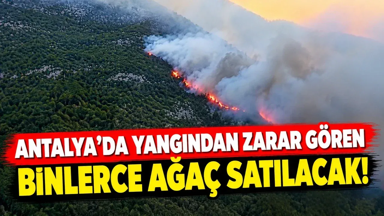 Antalya'da yangından zarar gören binlerce ağaç satılacak! — Antalya Ekspres
