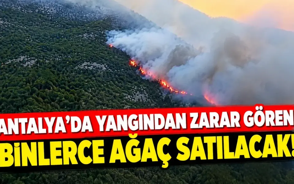 Antalya'da yangından zarar gören binlerce ağaç satılacak! — Antalya Ekspres
